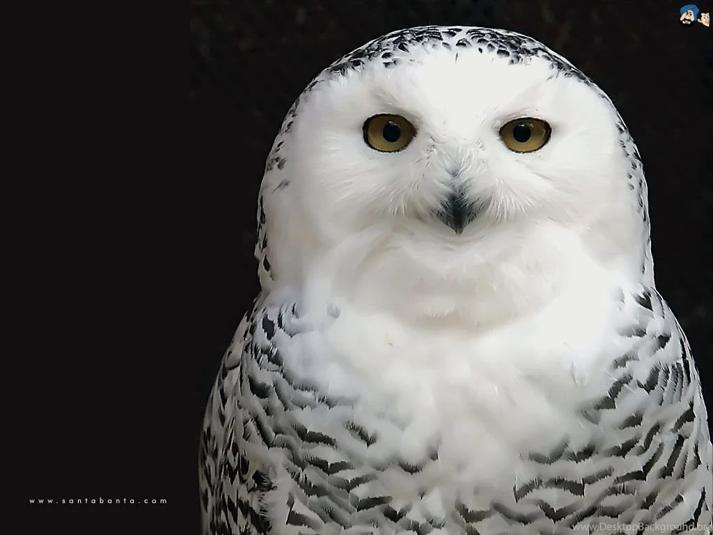 White Owl Wallpapers   Nature Wallpapers