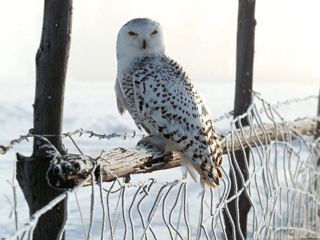 White Winter Owl Wallpapers
