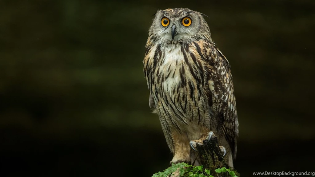 Gallery For Hd Owl Wallpapers