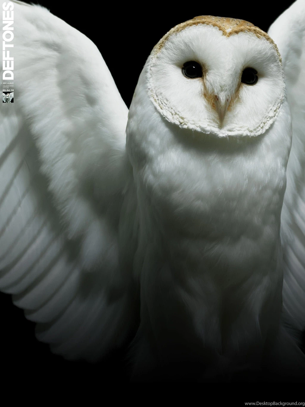 Deftones White Owl Nature