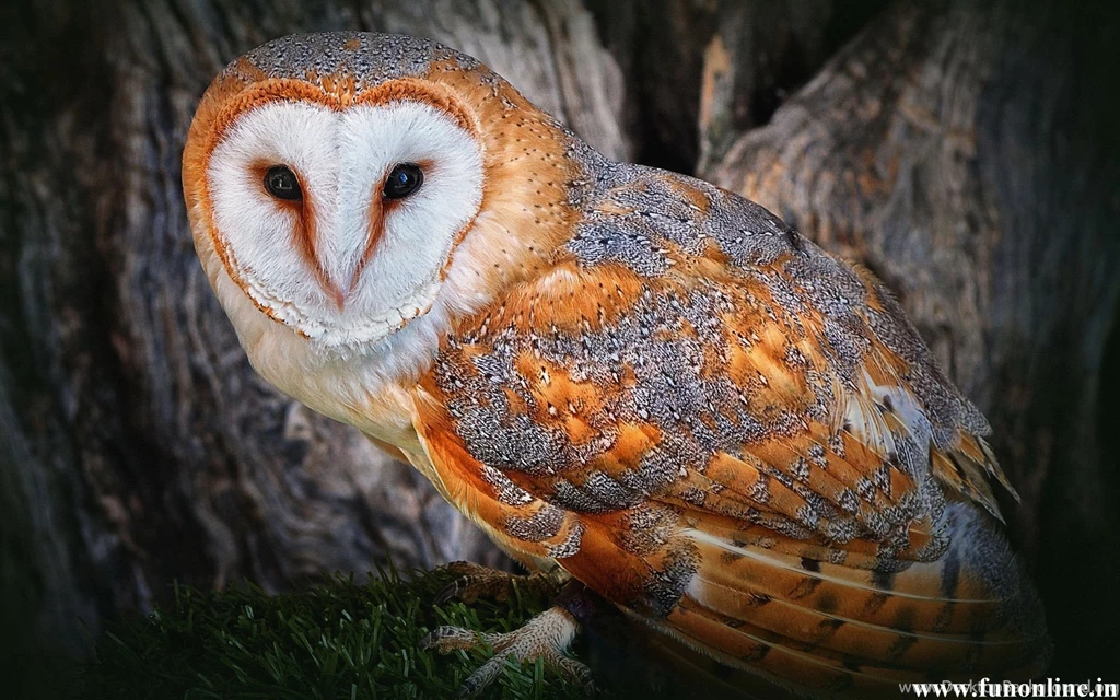owl wallpapers white and grey owls hd wallpapers free download