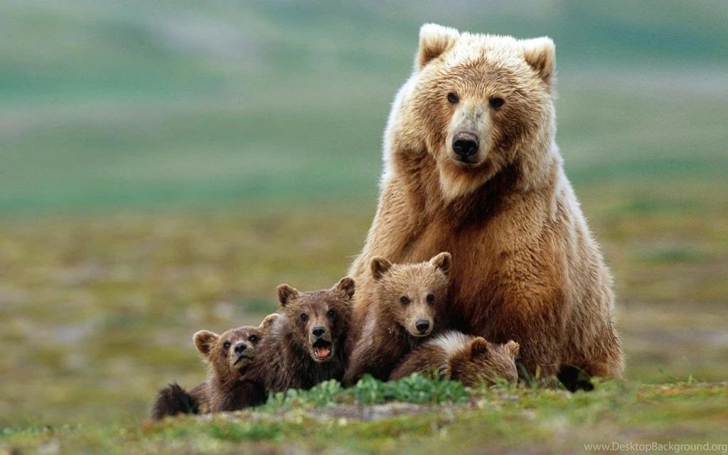 Wallpapers Brown Bear Family 1920 X 1200 Animals Pets Puppies ...