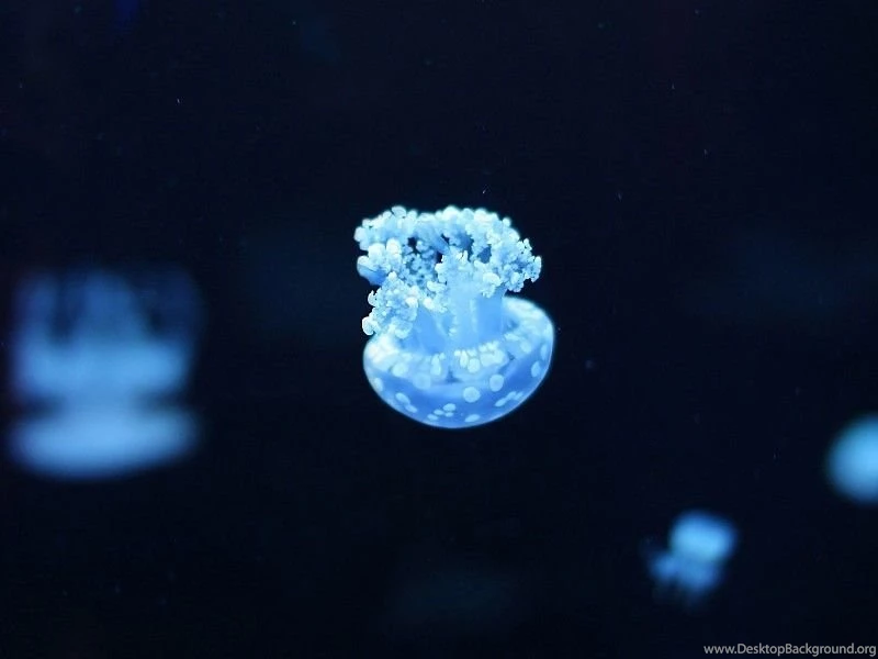 Small Blue Jellyfish Wallpapers Ipad Free Desktop Backgrounds And ...