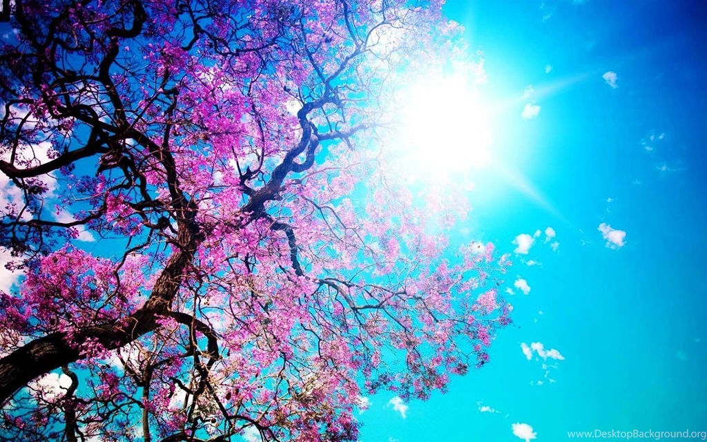 Spring HD Wallpapers Tree Photos Of Making Our Computer Screen ...