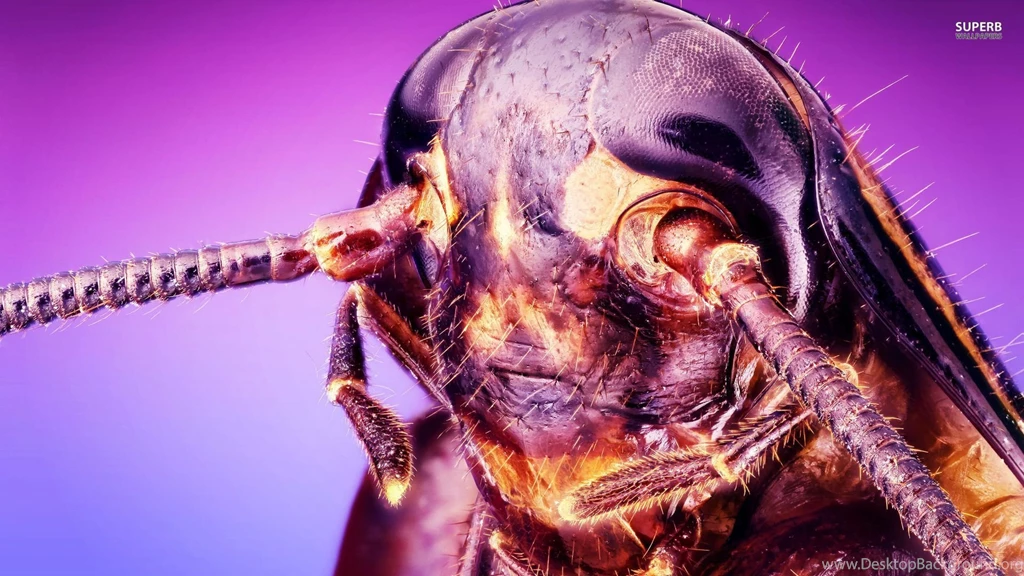 Insect Close up Wallpapers Animal Wallpapers
