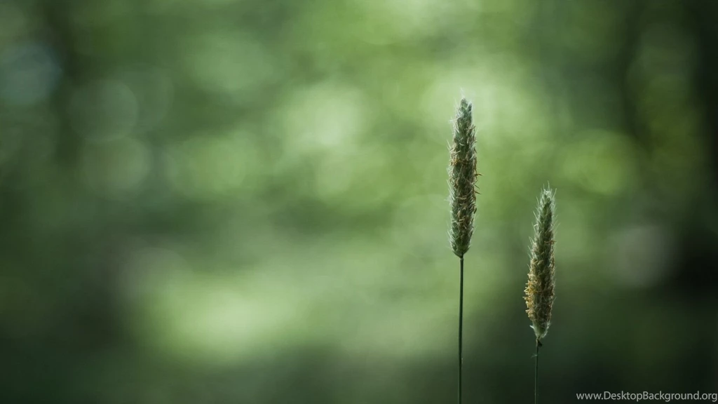 Close Up HD Wallpapers