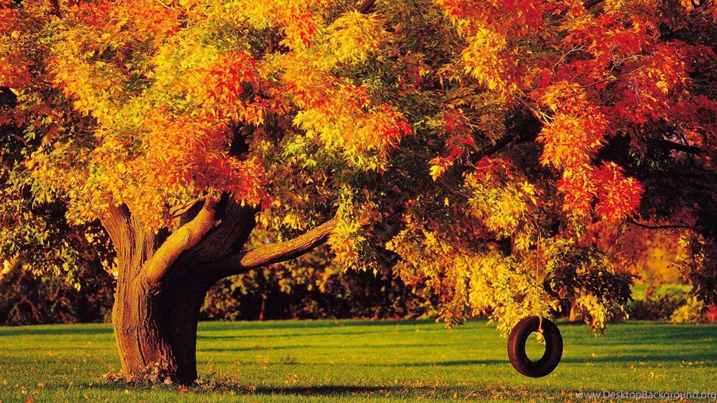 Gallery For   Wallpapers Autumn Trees