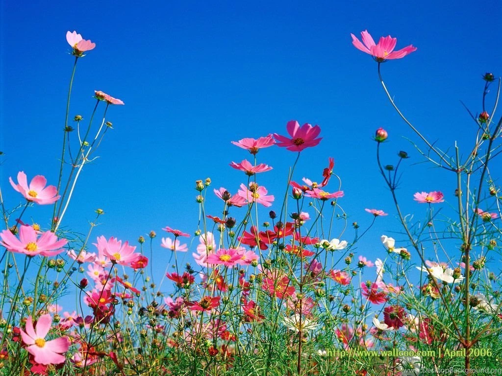 Spring Flowers Wallpapers