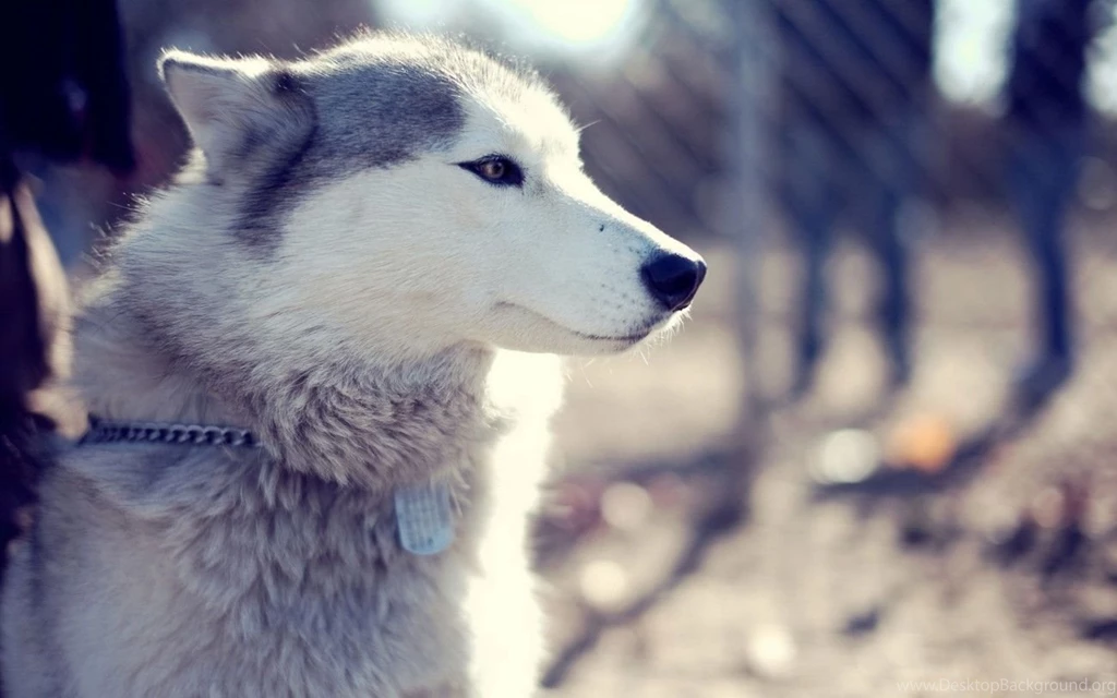 Siberian Husky Wallpapers HD