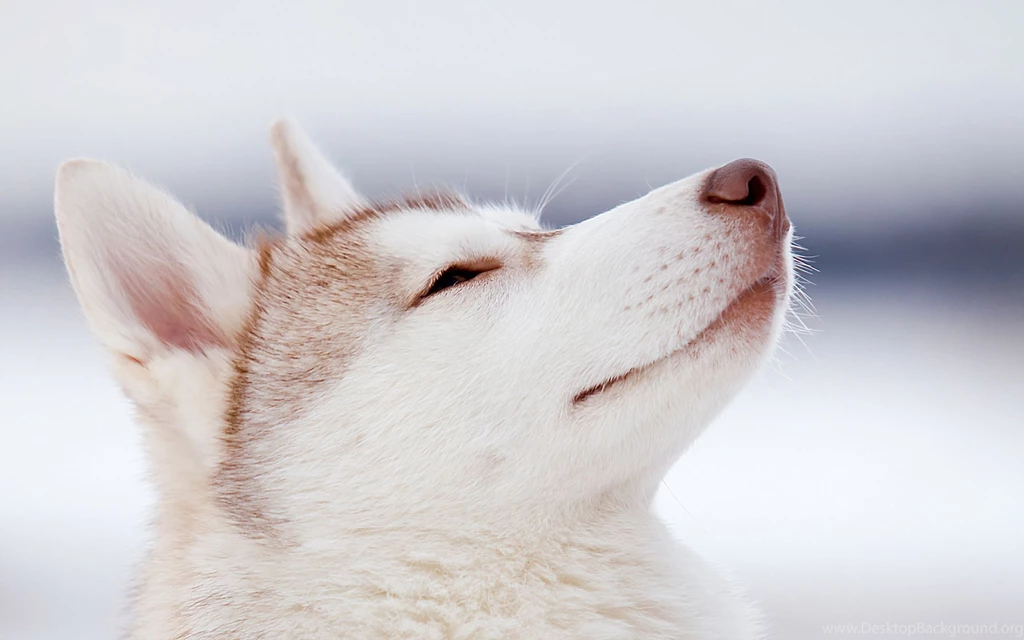 Husky Computer Wallpapers, Desktop Backgrounds