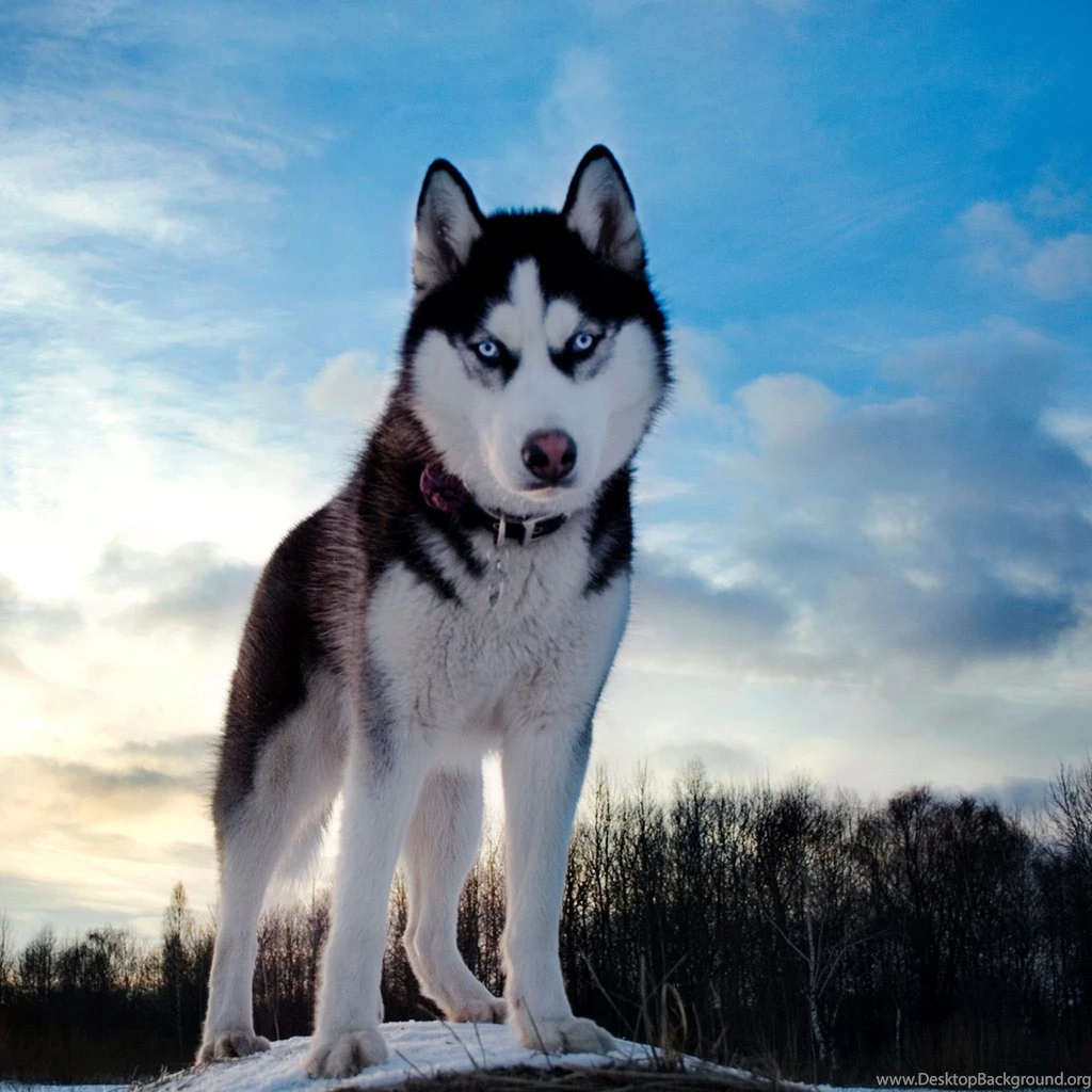 New iPad Air, 4, 3, iPad Mini Retina Husky Wallpapers HD, Desktop ...