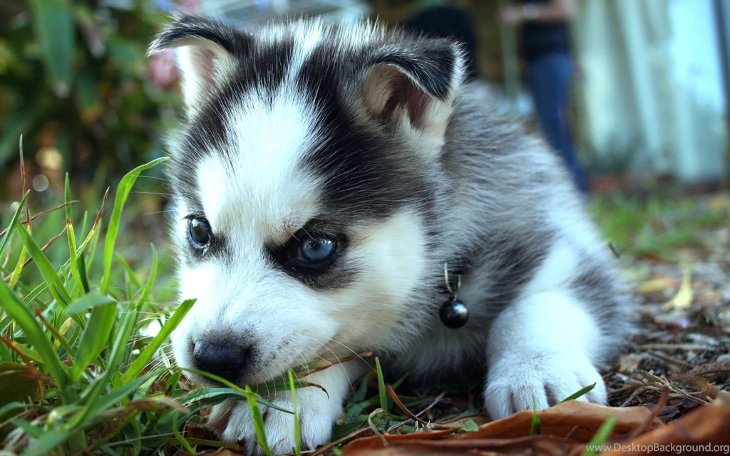 Cute Little Siberian Husky Desktop Backgrounds HD 2880x1800 ...