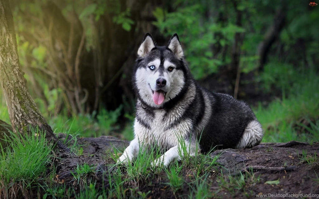 Siberian Husky Wallpapers HD For Dekstop Backgrounds Wallpapes HD