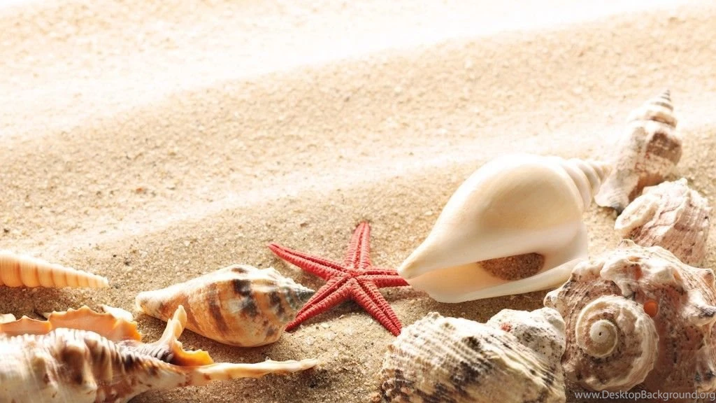 Wallpaper seashells summer beach sand sun theme macro download ...