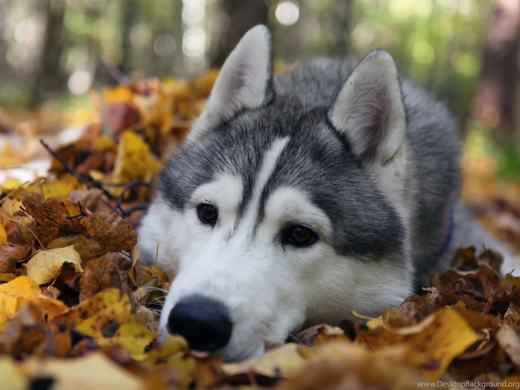 Siberian Husky Wallpapers