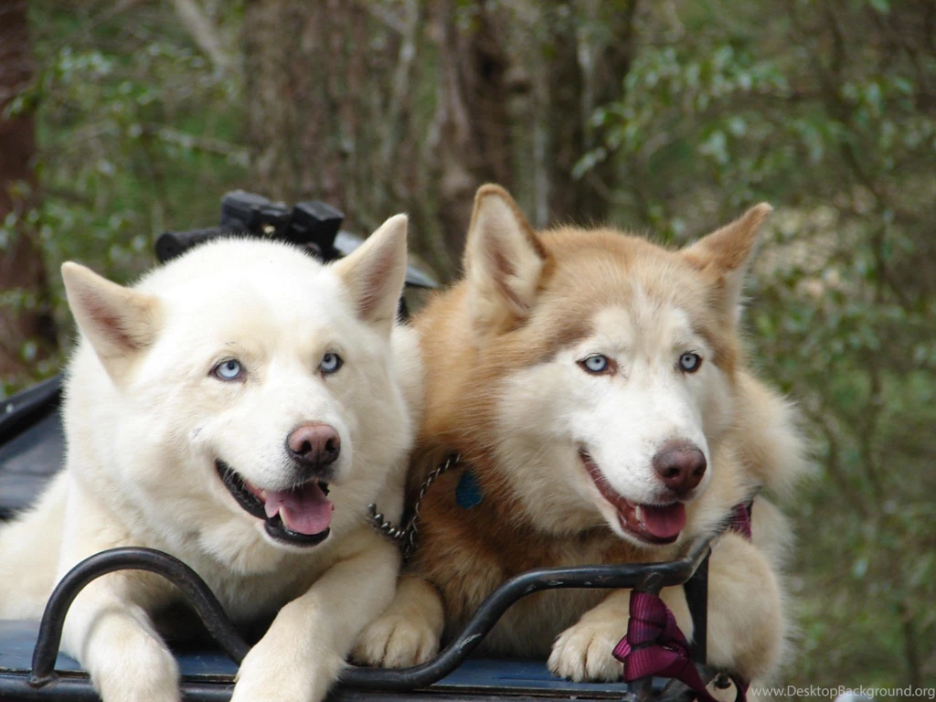 Two Siberian Husky Wallpapers Download
