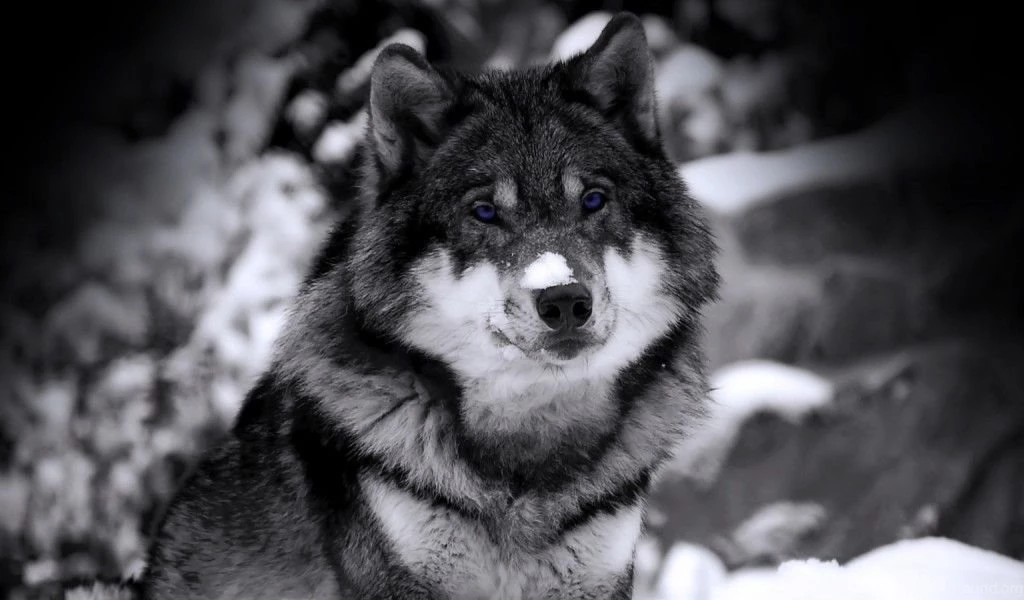 Siberian Husky Wallpapers 2016 12