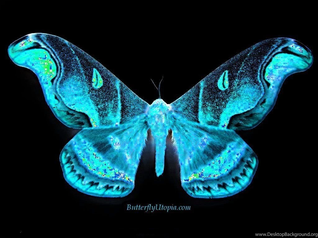 Free Backgrounds Screensavers