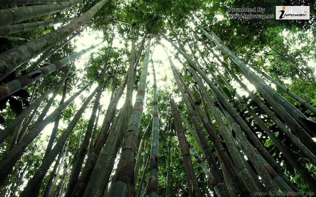 Forest Plants Wallpapers   Photo 211 Of 432