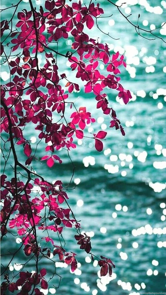 Wallpaper Backgrounds On Pinterest