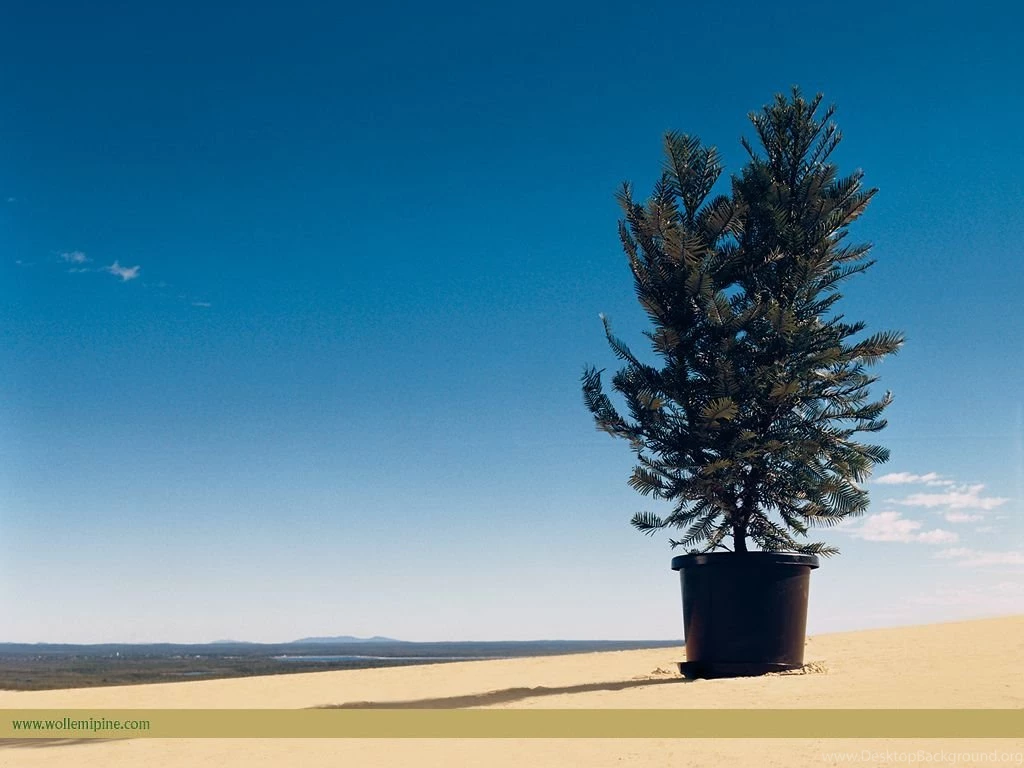 WollemiPine.com   Download The Wollemi Pine Wallpaper.