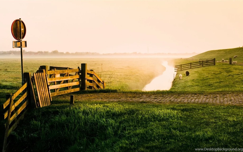 Early Morning Beauty Of The Farm, Meadow, Creek, Sheep Wallpapers ...