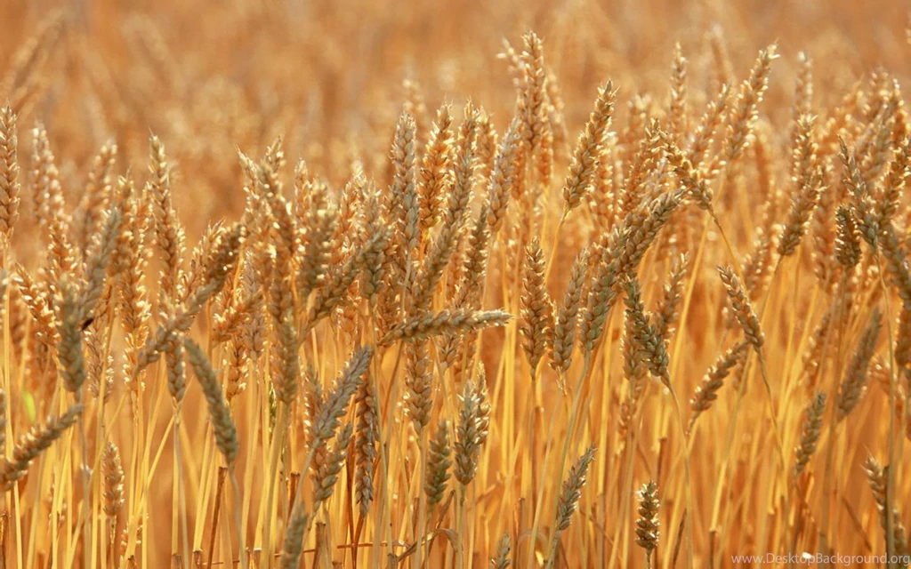 Country Farmland Photos Country Farm Land Wallpapers 1440x900 NO ...