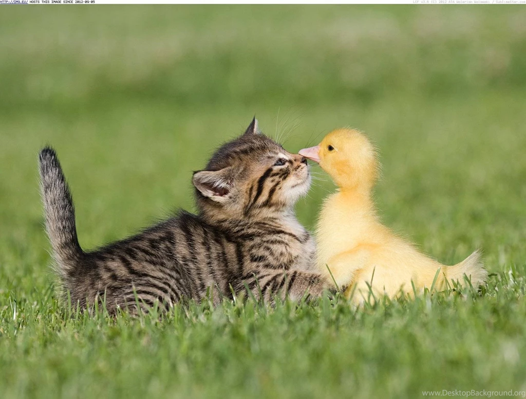 Gallery For Animal Farm Wallpapers