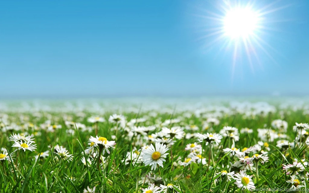 Beautiful Daisies Flowers Farm Wallpapers
