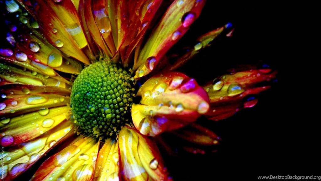 Wallpapers Peace Flower And Rain Drops Formspring 1366x768 ...