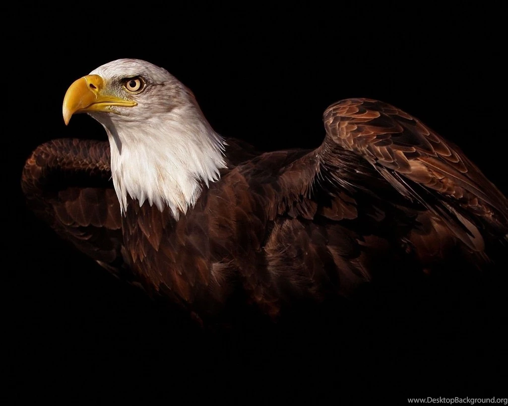 Eagle Wallpapers