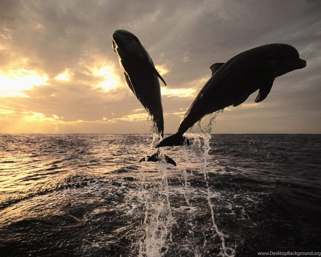 Dolphin ,wallpaper, Hd ,dolphins, Wallpapers