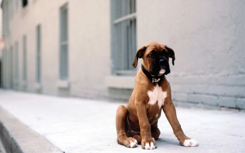 Free Boxer Puppy Wallpapers Desktop HD