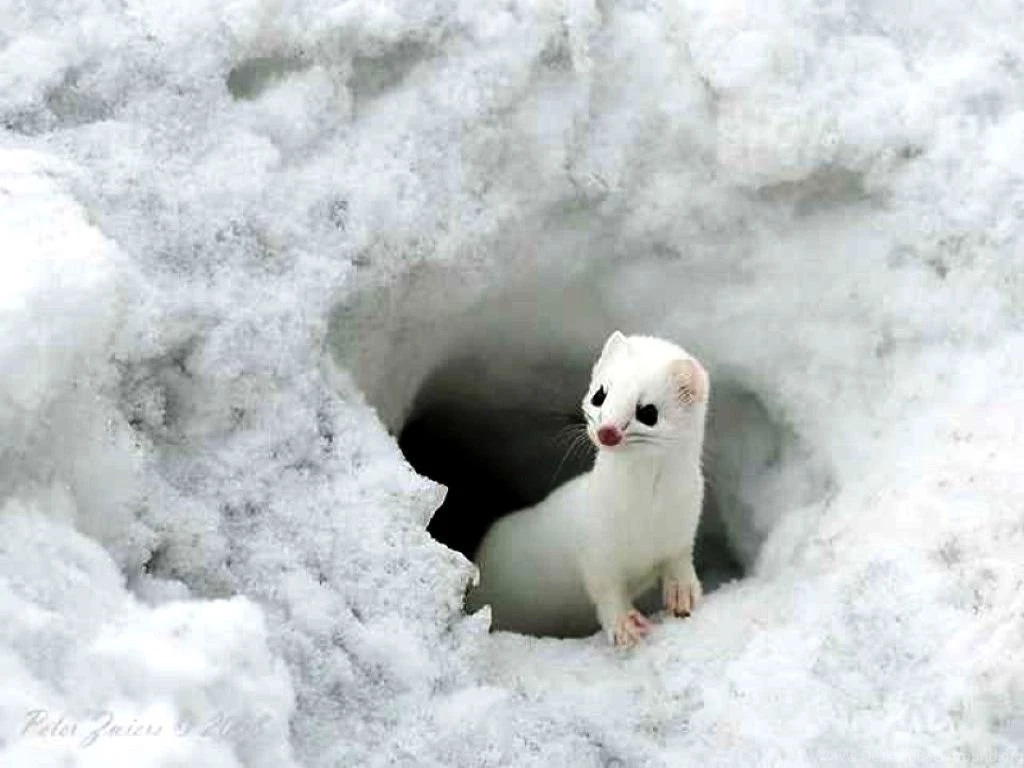 Cute Animal Wallpapers For Desktop Cute Baby Animal Photos Of ...