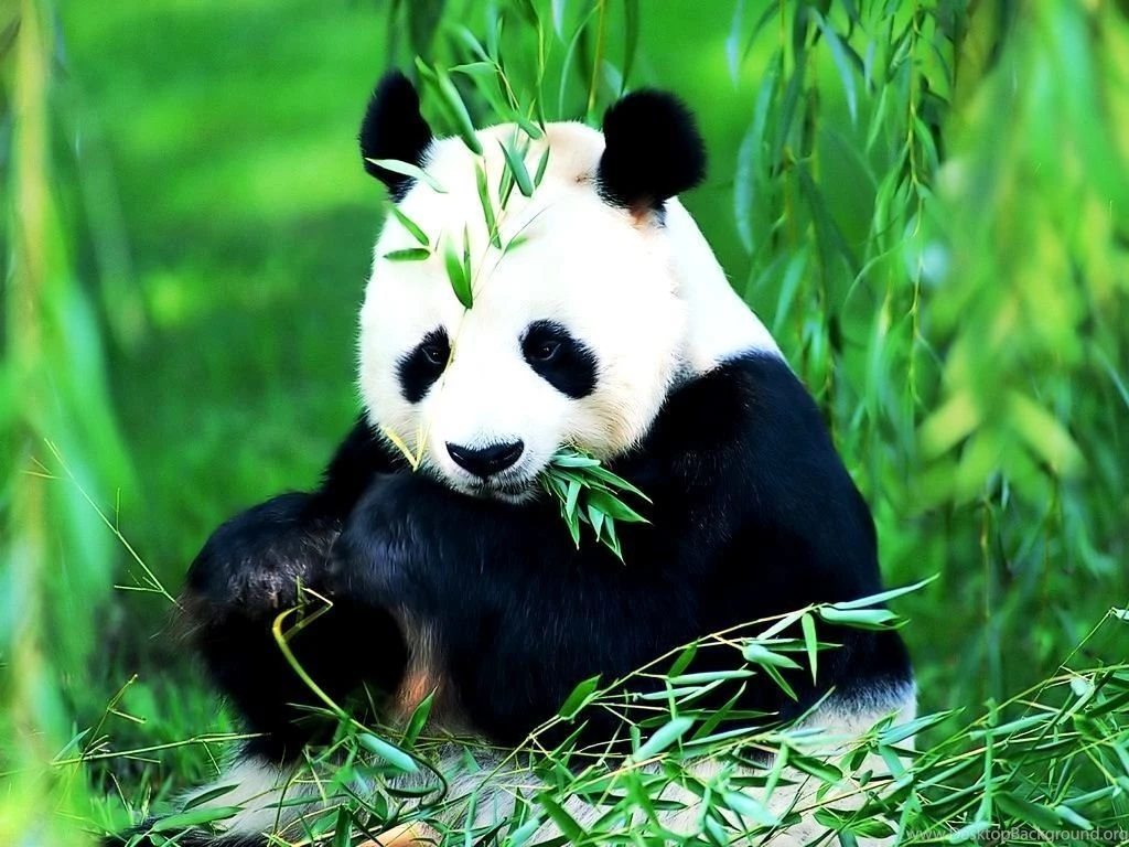 Cute Animal Wallpapers For Desktop Cute Baby Animal Photos Of ...
