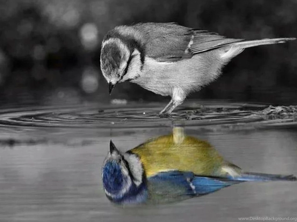 Hd Animal Wallpapers, Animal Desktop Images, Download Wallpapers ...