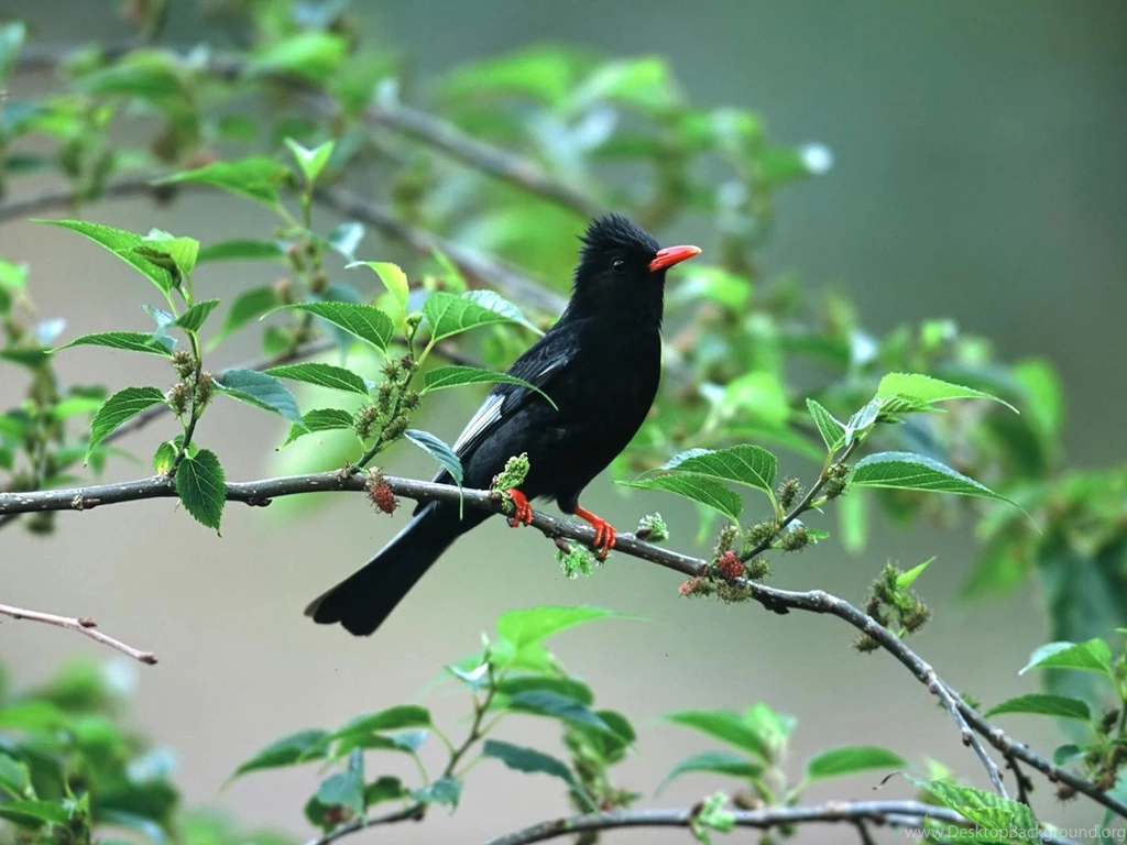 2 Birds_Wallpapers animal wallpaper desktop.jpg