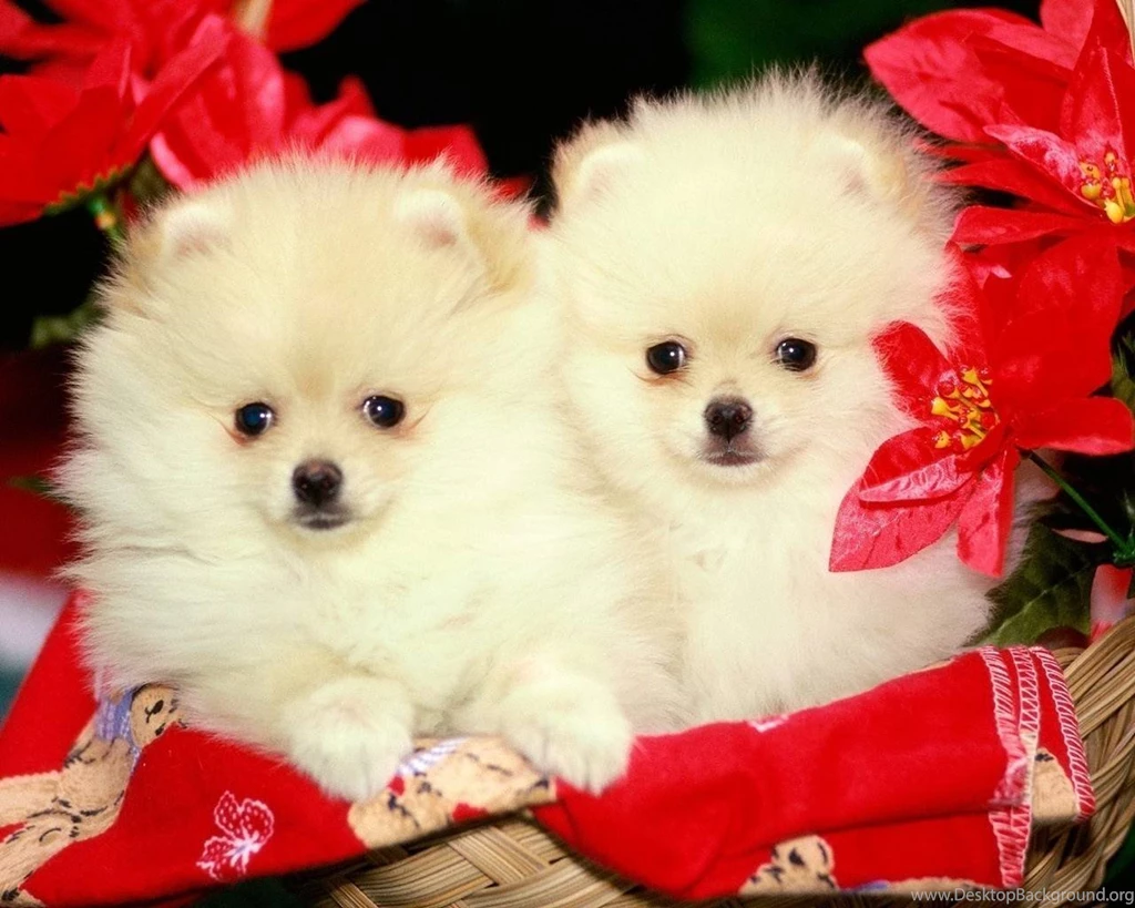 Pomeranian Dog HD Wallpaper, Pomeranian Dog Images, New Wallpapers