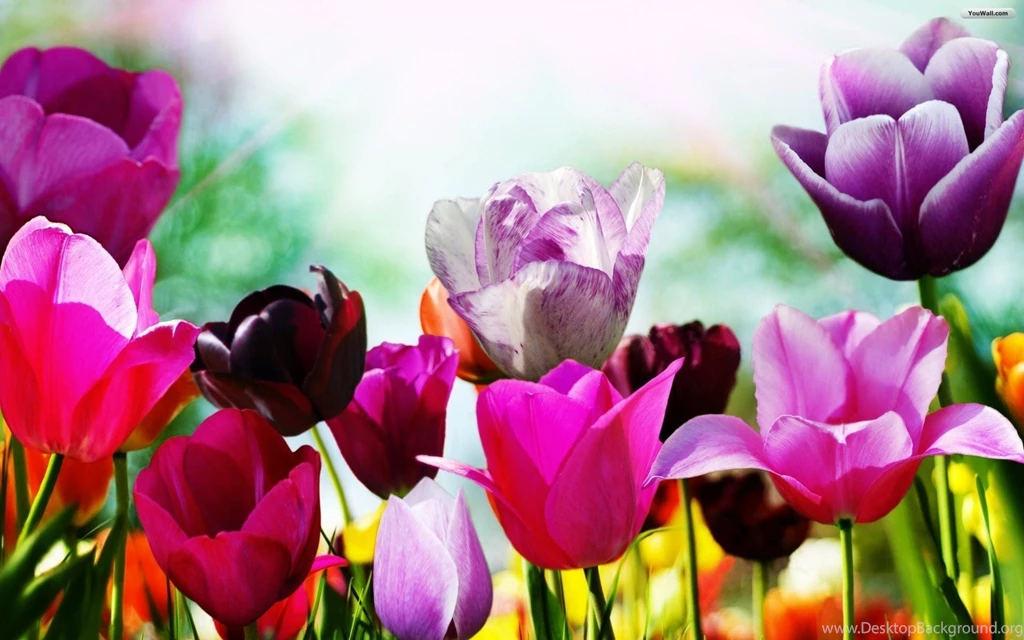 Springtime Desktop Wallpapers Free