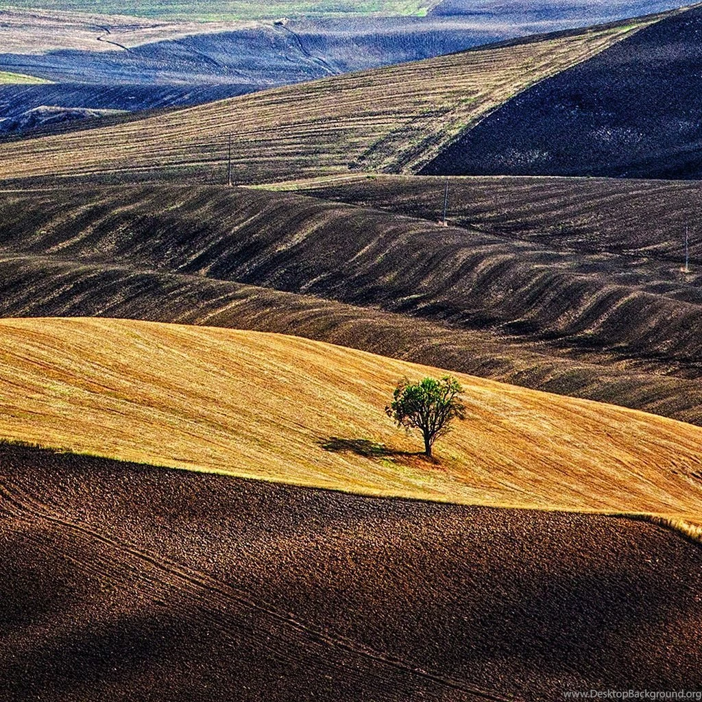 Nature Lonely Tree On Dessert Farm iPad Wallpapers Download ...