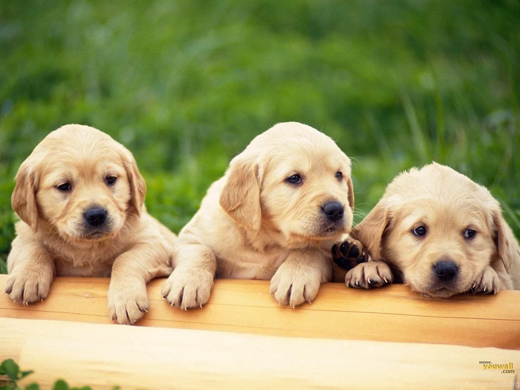 Dogs Wallpapers Free Download Desktop Backgrounds