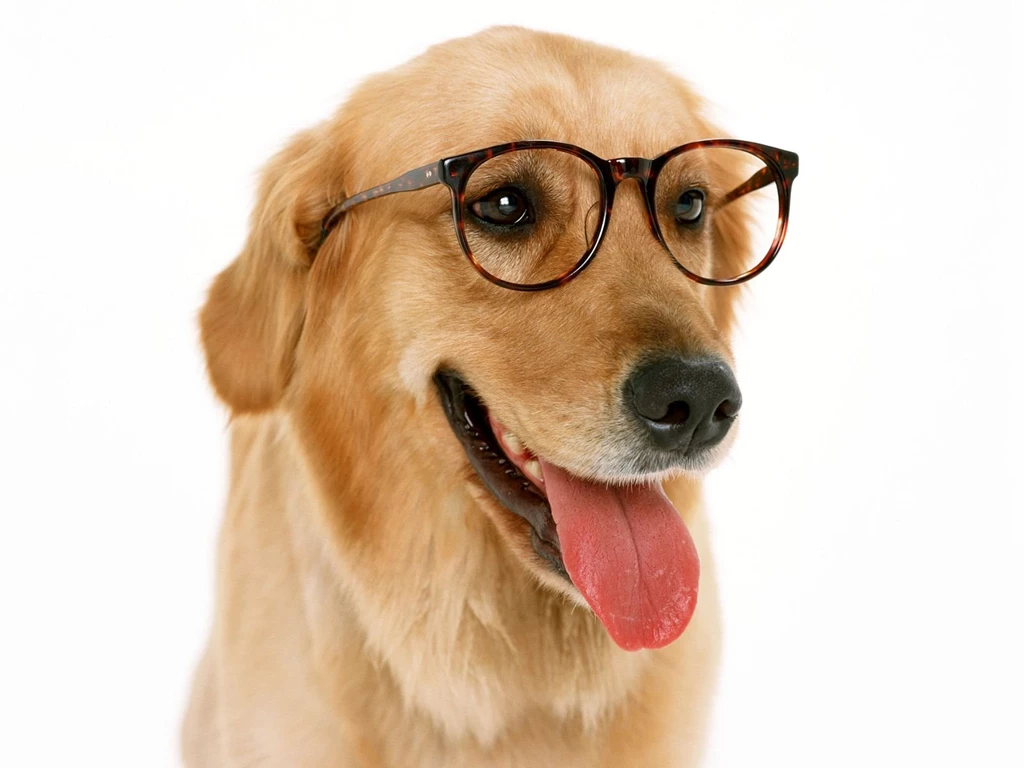 Dogs