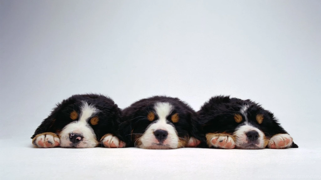 Dogs Wallpaper, Dogs HD Wallpaper, Desktop Background, 1920X1080 ...