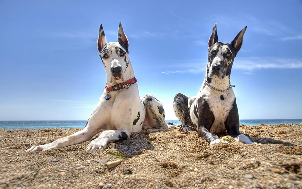 Great Dane New Wallpaper, Great Dane Dog Pictures, New Wallpapers