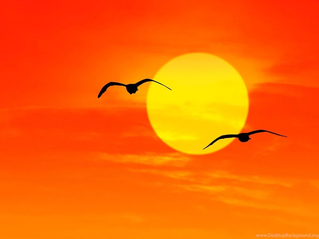 Sunrise (id: 176031) – BUZZERG
