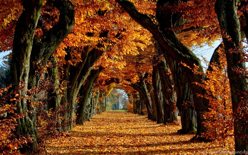 AUTUMN Fall Landscape Nature Tree Forest Leaf Leaves Path Trail ...
