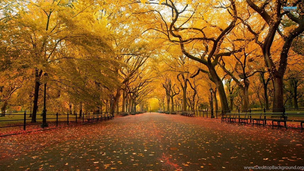 Red Autumn Leaves Wallpapers Nature Wallpapers