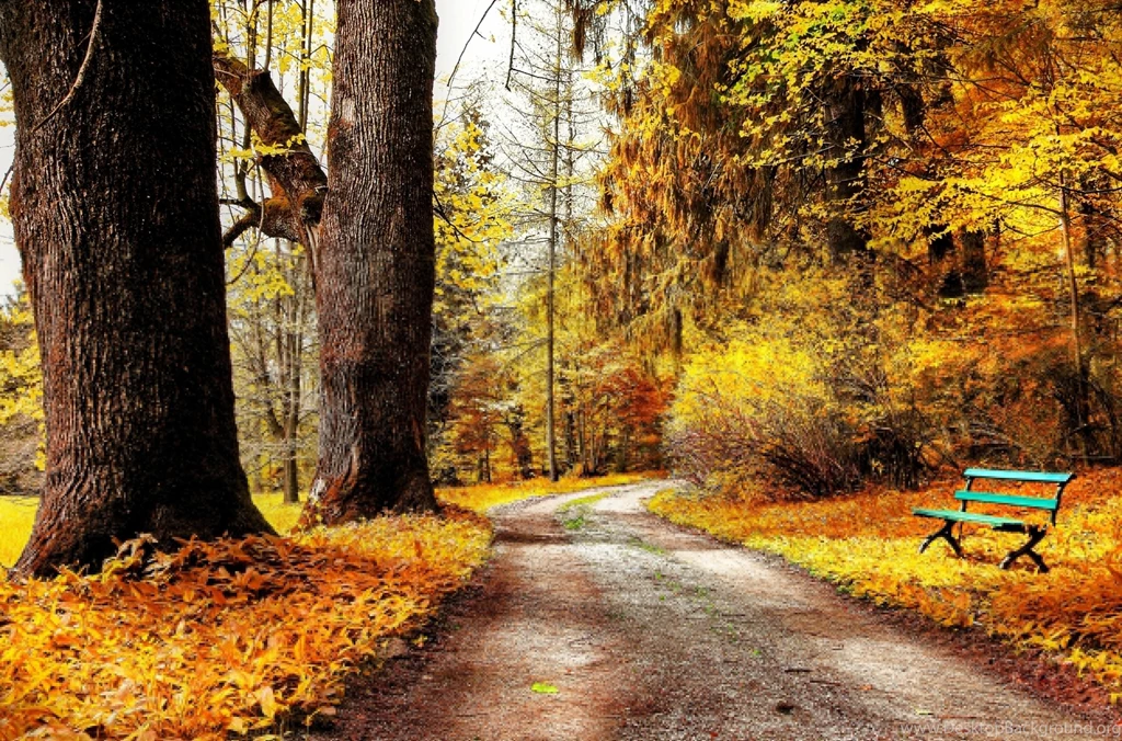 AUTUMN Fall Landscape Nature Tree Forest Leaf Leaves Bench ...