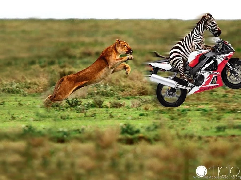 Gallery For Cool Animal Desktop Wallpapers