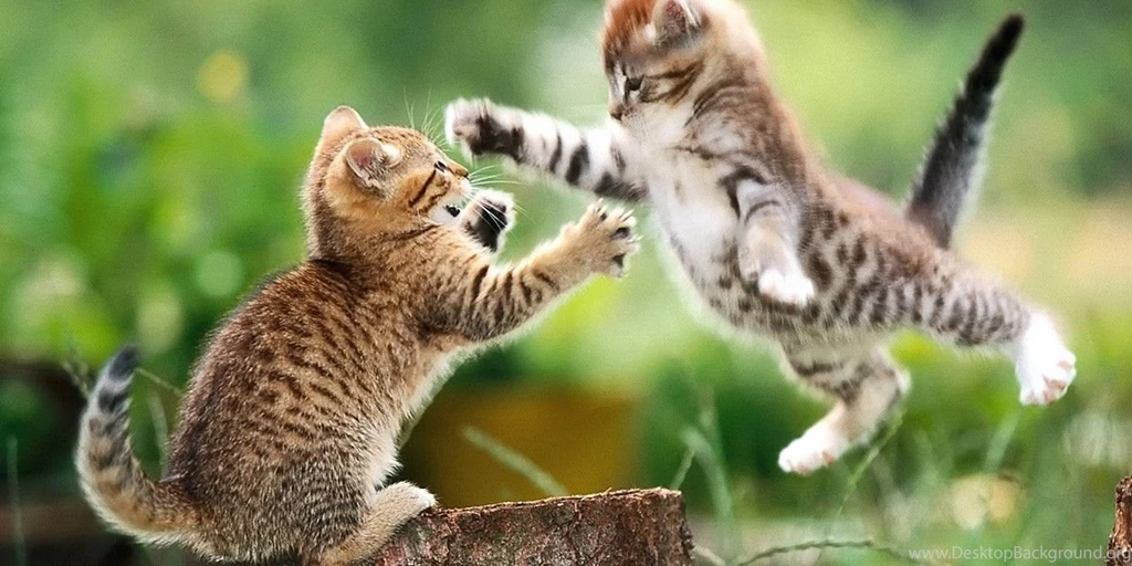 Backgrounds Of Animals